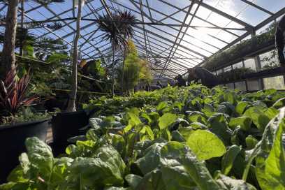 Lanspeary Park Greenhouses To Come Down