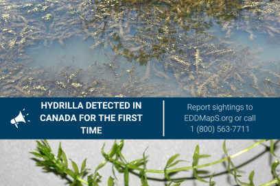 Aquatic Invasive Species, Hydrilla, Found In Ontario And Canada For The First Time At Hillman Marsh Conservation Area