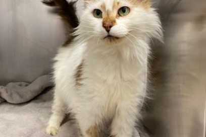 Pet Of The Week:  Hi!  I’m Marlene