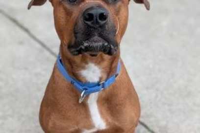 Pet Of The Week:  Hi I’m Moose, Or Mr. Moose, Or Moosey, Or Mr. Moo