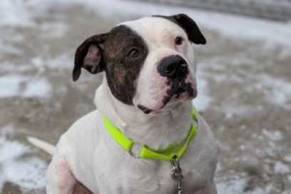 Pet Of The Week: Meet Buddy, A Big Silly Boy With A Big Personality