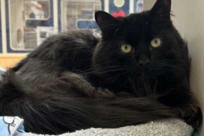 Pet Of The Week:  Meet Working Whiskers Bumpy