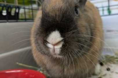 Pet Of The Week:  Hello, I’m Buster!