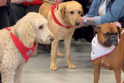 PHOTOS: Pets Gather For Woofa Roo Pet Fest