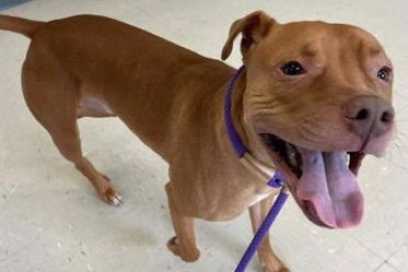 Pet Of Th Week:  Hi, I’M Toad! My Days Are Filled With Fun And Frolic