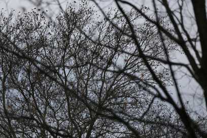 City Proactive Tree Maintenance Program Making Progress