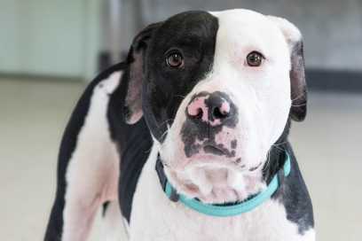 Pet Of The Week:  Meet Diamond