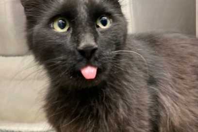 Pet Of The Week:  My Name Is Lickytung!