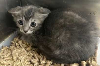 Pet Of The Week: Hi, I’m Peaches!