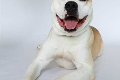 Pet Of The Week:  Meet Thor