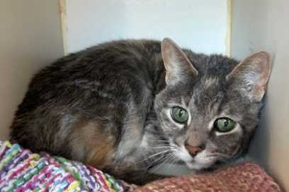 Pet Of The Week:  Meet Bella!!