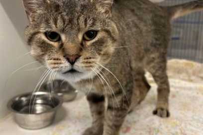 Pet Of The Week:  Meet Working Whiskers Tea!