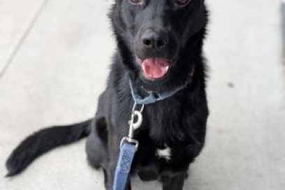 Pet Of The Week:  Hi There, I’m Badge!
