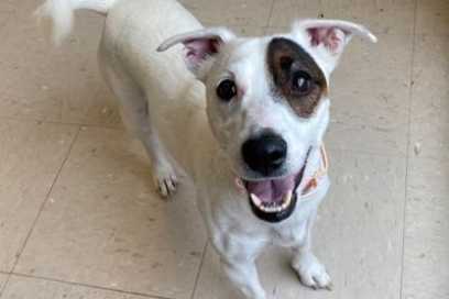 Pet Of The Week:  Meet Milo