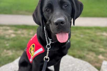 OPP Launches Wellness Service Dog Program