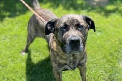 Pet Of The Week: Meet Zeus