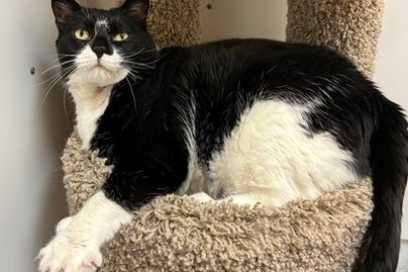 Pet Of The Week:  Meet Charlie Pants!!