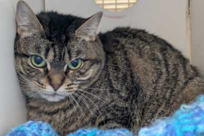 Pet Of The Week:  Meet Jane!