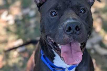 Pet Of The Week:  Say Hi To Oz
