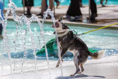 PHOTOS: Doggos Splash In The Water For Windsor’s First Ever Pooch Plunge