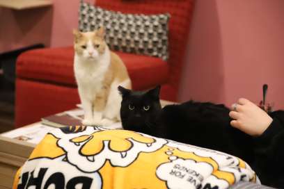 NOW OPEN: Yay For Strays Cat Cafe Opens In Windsor