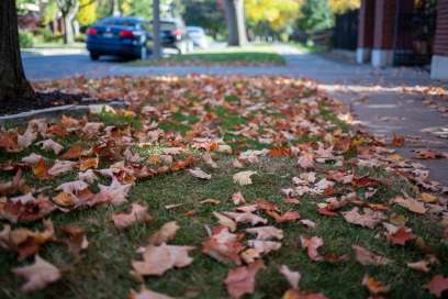 Dates Set For LaSalle Leaf Collection