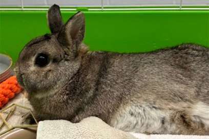 Pet Of The Week:  Meet Thumper!