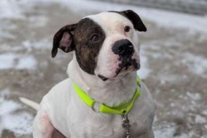 Pet Of The Week: Meet Buddy, A Big Silly Boy With A Big Personality