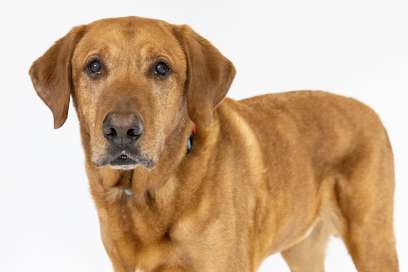 Pet Of The Week:  Hello, I'm Jabba!