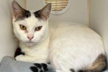 Pet OF The Week:  Meet Evangeline, A Feline Who Embodies The Spirit Of Independence