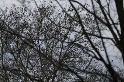 City Proactive Tree Maintenance Program Making Progress