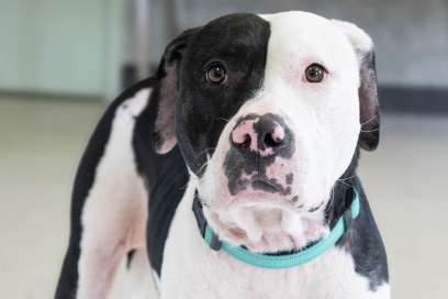 Pet Of The Week:  Meet Diamond