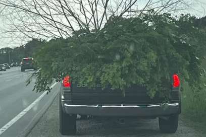 Drive Charged After Hauling Away A Tree Unsafely