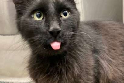 Pet Of The Week:  My Name Is Lickytung!
