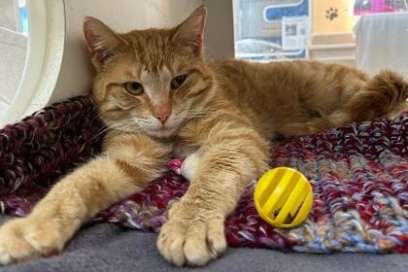Pet Of The Week:  Meet Paul Blart: Mall Cop