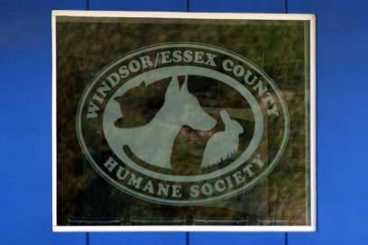 Humane Society Annual Strays Of The Streetcorners Fundraiser Underway