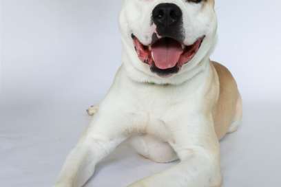 Pet Of The Week:  Meet Thor