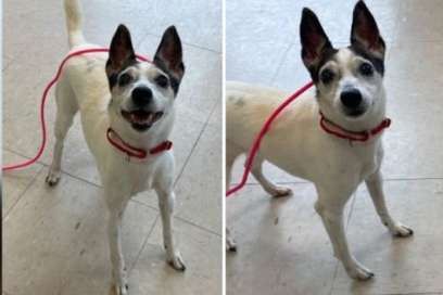 Pet Of The Week:  Hi There, I'm Sky