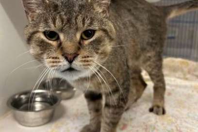Pet Of The Week:  Meet Working Whiskers Tea!