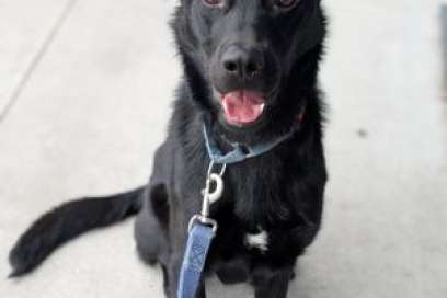 Pet Of The Week:  Hi There, I'm Badge!