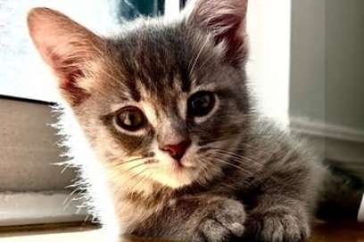 Pet Of The Week:  Meet Your Future Cuddle Buddy!
