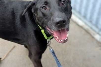 Pet Of The Week:  Meet Walter - A Handsome Lab Mix With A Heart As Soft As His Ears