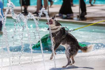 City of Windsor’s Pooch Plunge Event Returns Sunday