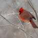 cardinal male winter january 2022